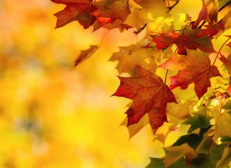 i pensieri sono foglie mindfulness