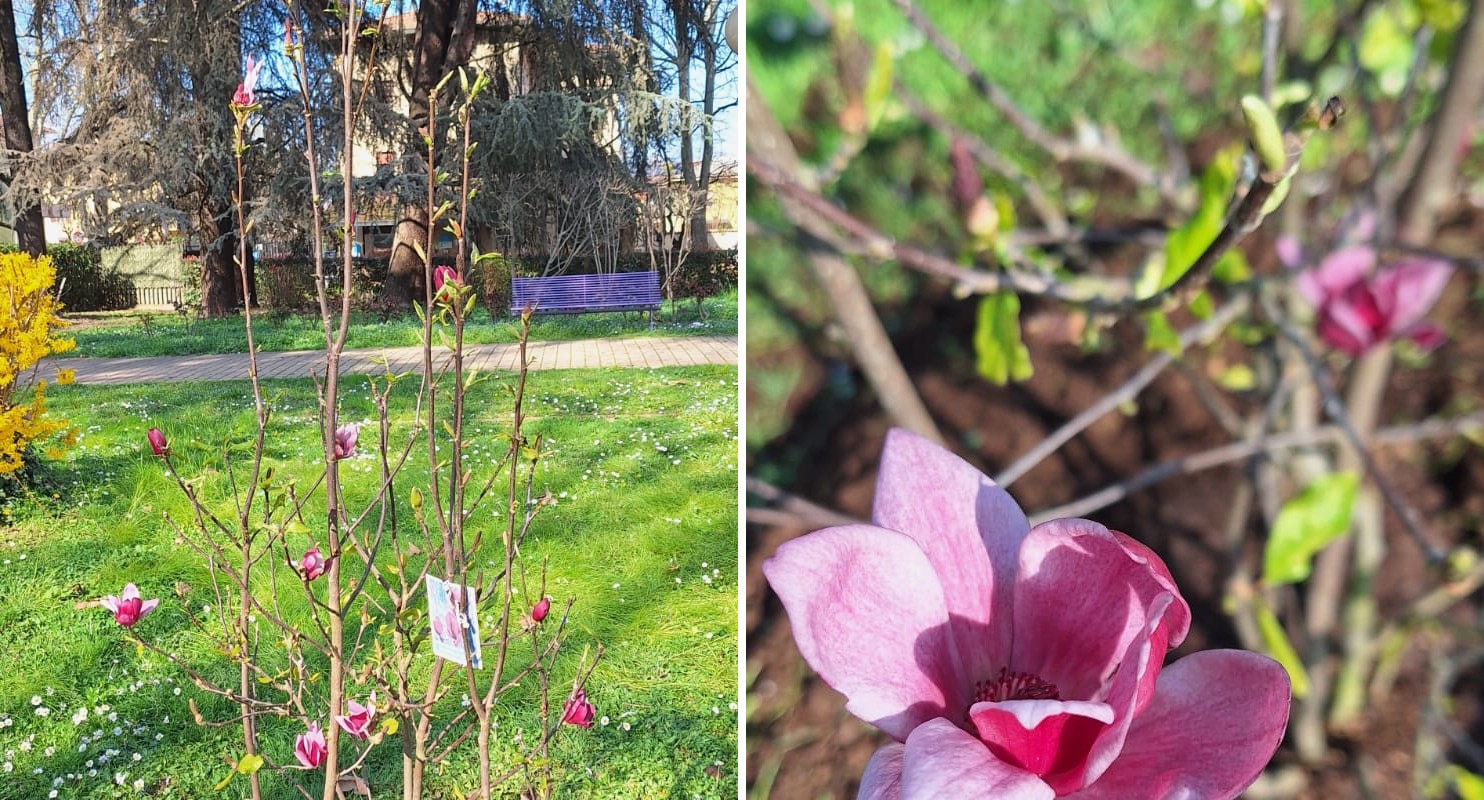 magnolia maria luigia