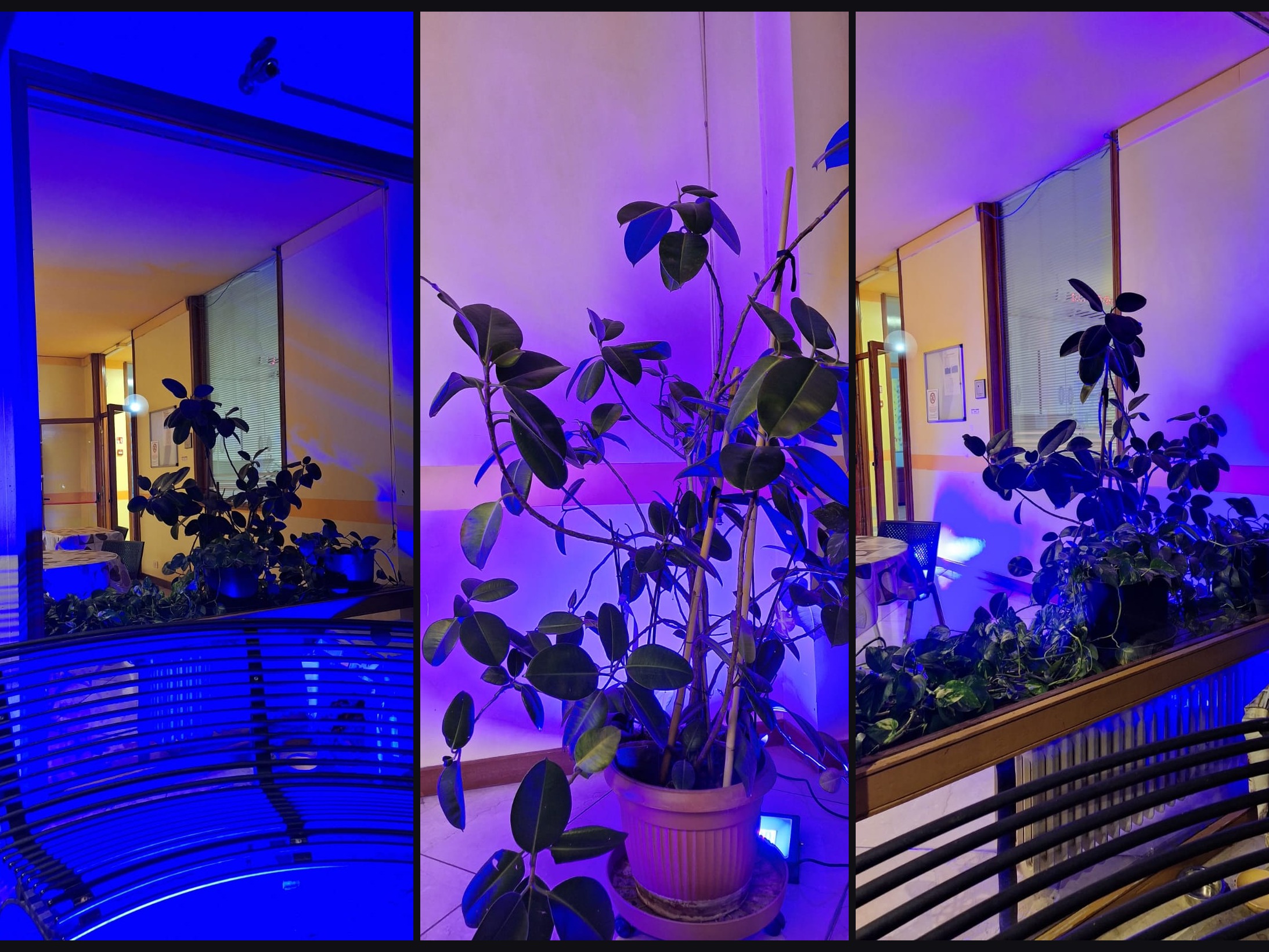 giornata del fiocchetto lilla